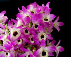Amphetamine zur Gewichtsreduktion Blumennamen Amphetamine zur Gewichtsreduktion Blumennamen