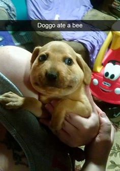 636 Best Funny Dog Pictures Images On Pinterest In 2018 Hilarious Cute Funny Animals And Cutest Animals 636 Best Funny Dog Pictures Images On Pinterest In 2018 Hilarious Cute Funny Animals And Cutest Animals