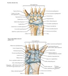 Pin on Upper Limb Anatomy