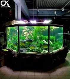 26 best aquarium and