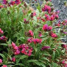 Gaillardia /'Arizona Red Shades/' Vivace Jardin PLUG plantes Pack x6