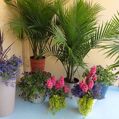 How To Repot A Majesty Palm Plant Pinterest How To Repot A Majesty Palm Plant Pinterest Plants And
