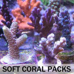 25 best aquariumathor images