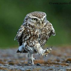 exotic owls