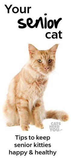 the most popular cat info ideas are on pinterest cat info cat how to help your senior cat stay healthier and happier through the golden years