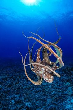 1792 best octopus jellyfish