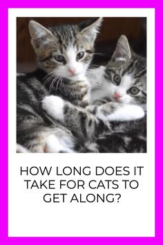 460 Adopting A Cat And Bringing Home A New Cat Ideas In 2021 Introducing A New Cat Cat Adoption Cats