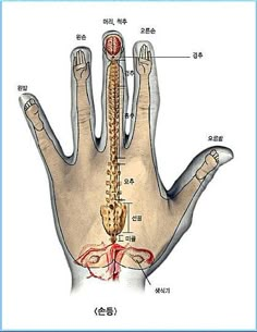 Reflexology Chart, Reflexology Massage, Acupuncture Points, Acupressure Points, Brain Boosting Foods, Massage Therapy Techniques, Les Chakras, Medical Anatomy, Massage Therapy