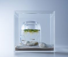 De 23 bedste billeder fra Aquascape i 2020 | Akvarier De 23 bedste billeder fra Aquascape i 2020 | Akvarier
