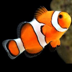 22 best reef ideas