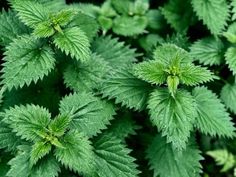 8 Ideas De Despiertan Mi Pasión Ya Desperte Pintar Muebles En Blanco Cultivo De Lavanda