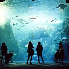 14 best aquariums around