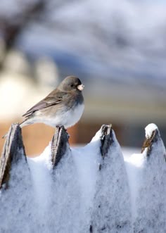 Canada Goose Baby Snow Bunting plata Canada Goose Baby Snow Bunting plata