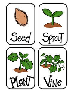 life cycle of a pumpkin