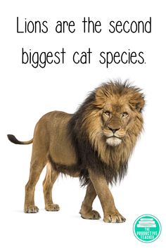 34 Teaching Topic Cats Ideas Cats Reading Comprehension Practice Reading Comprehension Passages