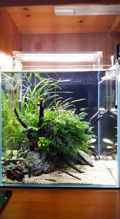 5746 best planted aquarium