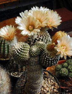 fankhauseri FK402 Cactus Seeds Eriosyce tenebrica ssp