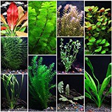 3597 best freshwater aquarium