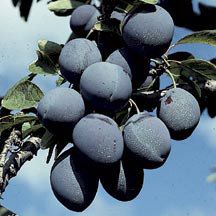 10 best blue fruits and vegetables images on pinterest fruits and