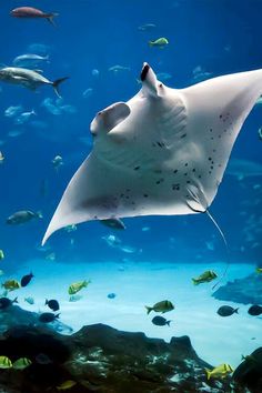 10 best manta rays