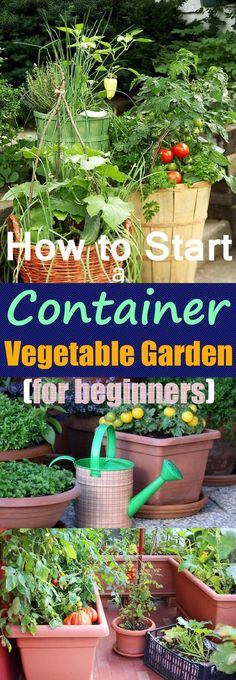 Veggie Container Garden Guide Growing Ve ables In Pots