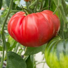Lot de 20 graines de tomate /" San Marzano /" année 2018