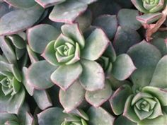 340 Ideas De Aeonium Suculentas Plantas Plantas Suculentas