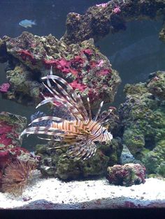 33 best aquarium images