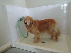 How To Build A Dog Wash Station Diy Dog Washing Station Pet