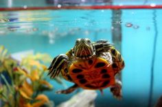 359 best reptiles amphibians
