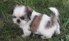 10+ Shih Tzu Dogs ideas | shih tzu dog, shih tzu, dogs 10+ Shih Tzu Dogs ideas | shih tzu dog, shih tzu, dogs