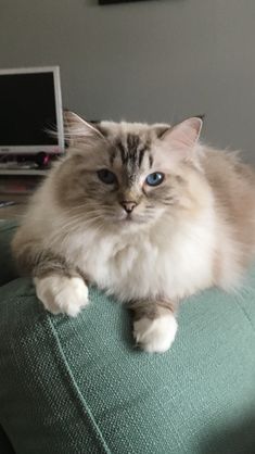 Le Ragdoll Ragdoll Chatons Ragdoll Beaux Chats
