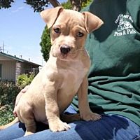Lathrop Ca Cocker Spaniel Meet Oscar A Dog For Adoption With