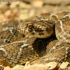a picture and name of wisconsin snakes google search plainbelly