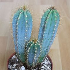 20 Semillas De Cactus ESPOSTOA mezclado especies-anciano de los Andes