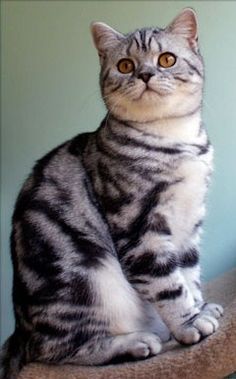 Le 60 Immagini Più Interessanti Di British Shorthair Silver Tabby