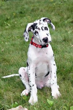 Amasa Great Danes Toowoomba Great Danes Dog Breeds Dogs