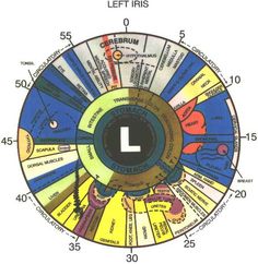 56 Best Iridology Images Eyes Health Wellness Alternative Iridology Eye Chart The Above Is An Or Map Of