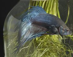79 best freshwater aquariums