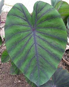 Coffee Cups' elephant's ear FineGardening Coffee Cups' elephant's ear FineGardening