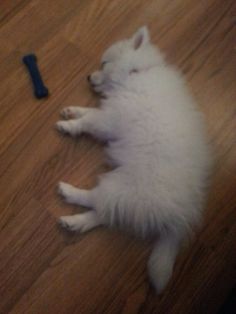 miniature american eskimo dog life expectancy miniature american eskimo lilly animals pinterest miniature miniature american eskimo dog life expectancy miniature american eskimo lilly animals pinterest miniature