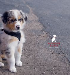 3 week old australian shepherd puppy blue merle female australian shepherd pup she is only 3 weeks old 3 week old australian shepherd puppy blue merle female australian shepherd pup she is only 3 weeks old