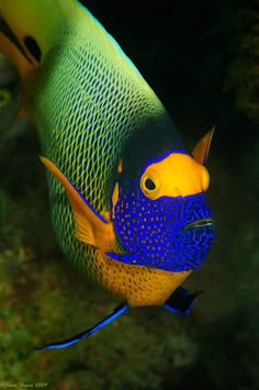 269 best ocean angelfish