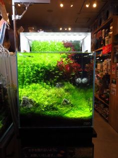402 best freshwater aquarium