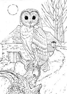barn owl coloring page from owls category select from 24652 printable crafts of cartoons nature animals bible and many more