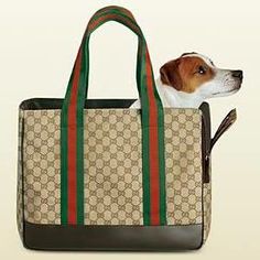 63 Best Oliver S Finds Dog Pet Carrier Images Designer Gucci Dog Carrier 1190 Purse Bag Pet
