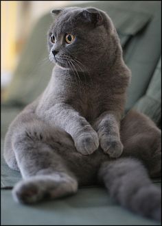 Classic Scottish Fold Buddha Pose I Want One Of These Derpy Kitties So Badly Find This Pin And More On British Shorthair Cats