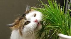 Cats Eating Not Stimulated Cats Eating Not Stimulated