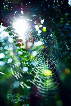 424 Best Spider Art Images On Pinterest In 2018 Webs Spider Art Webs Itsy