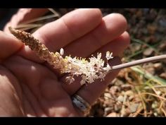 Bulbinella elegans Fresh Seeds Cat/'s Tail Lily